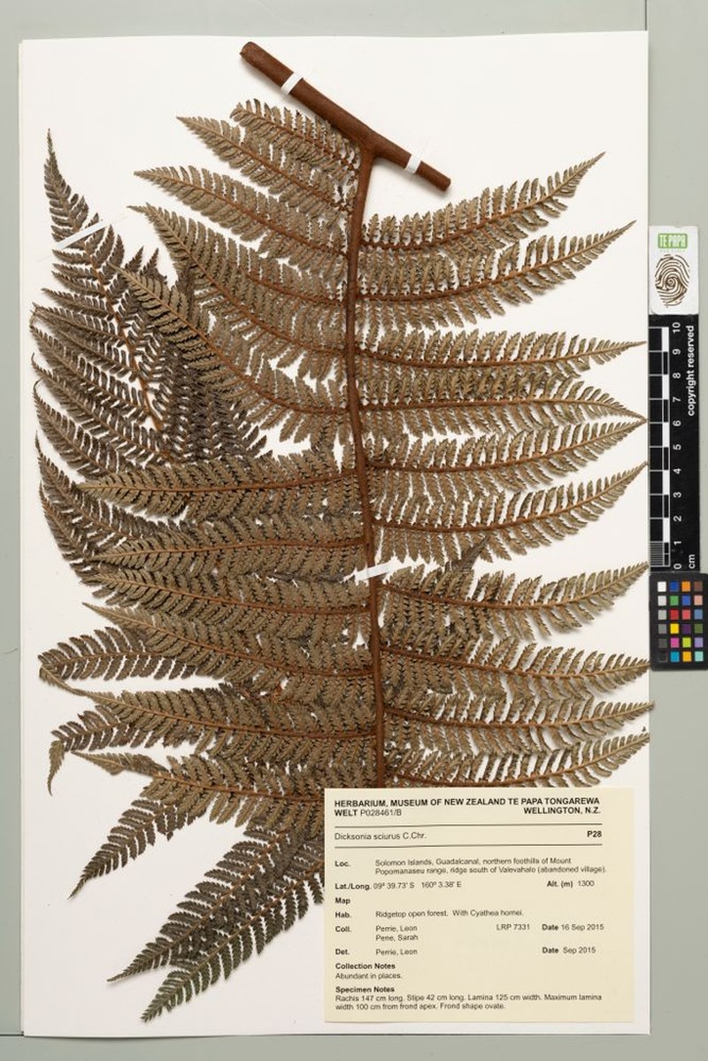 Dicksonia sciurus