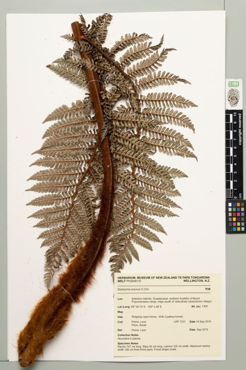 Dicksonia sciurus photo 2