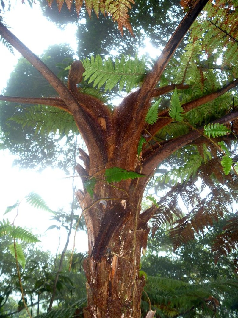 Dicksonia sciurus photo 3