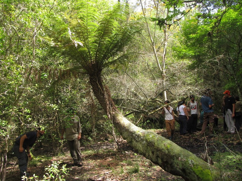 Dicksonia sellowiana photo 2