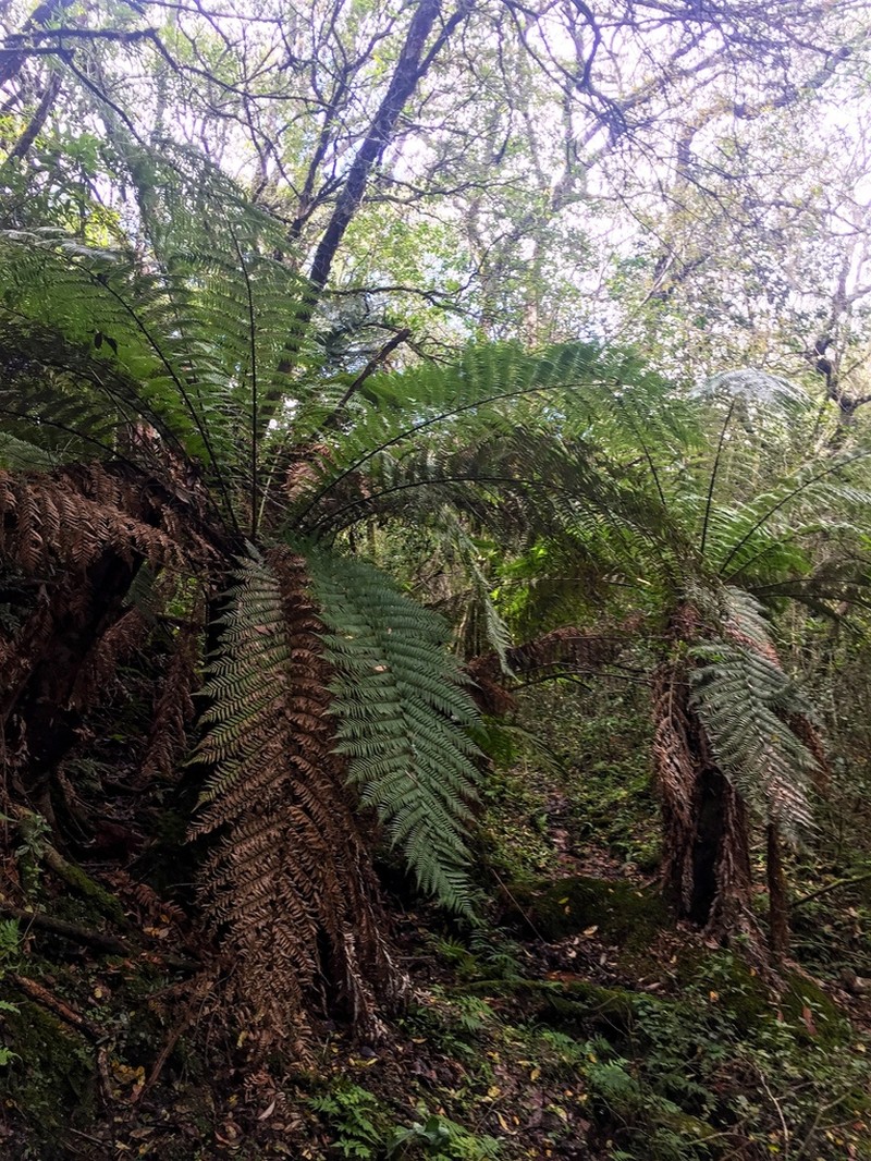 Dicksonia sellowiana photo 3