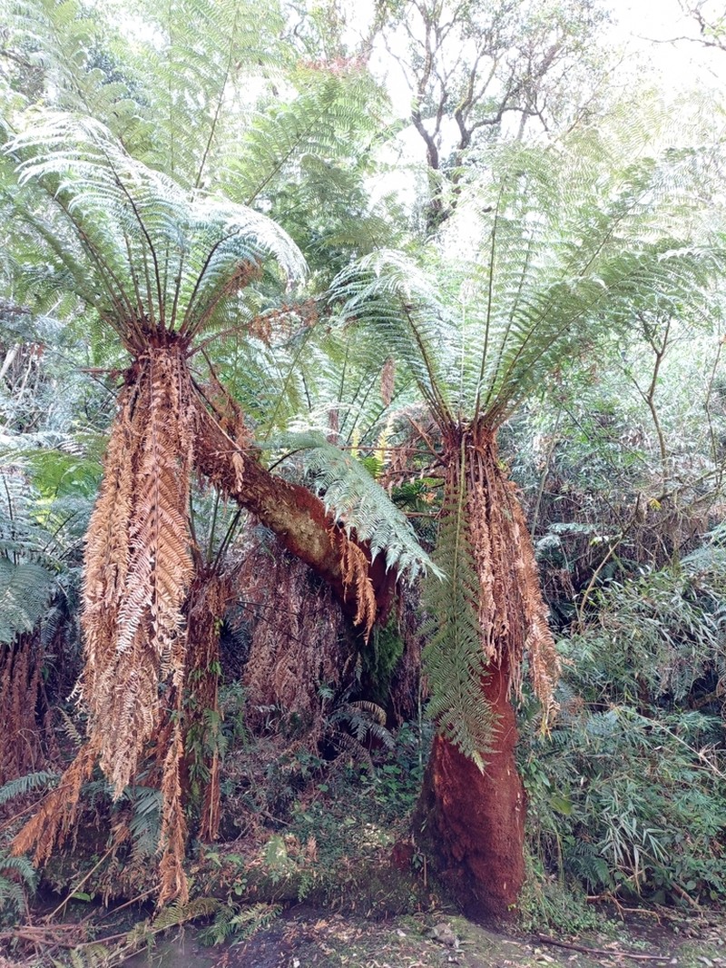 Dicksonia sellowiana photo 4