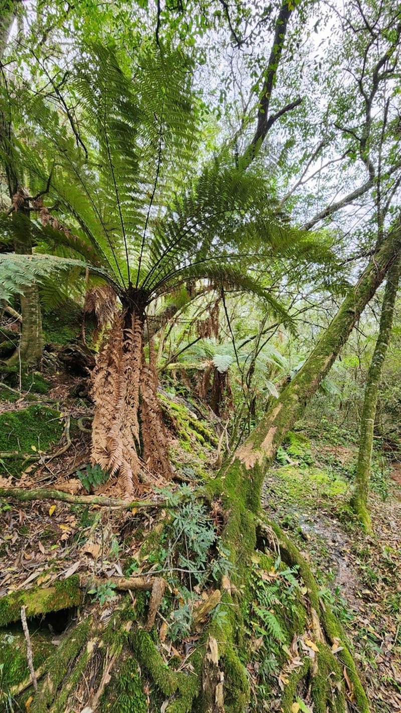 Dicksonia sellowiana photo 5