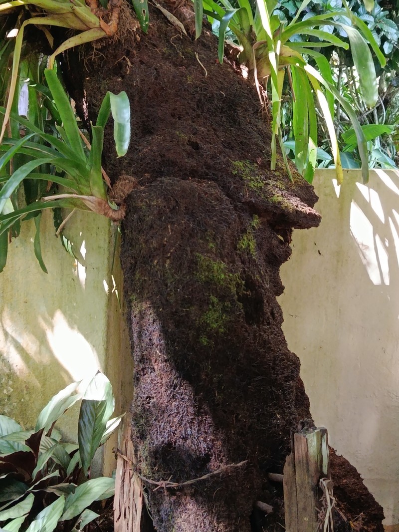 Dicksonia sellowiana photo 7
