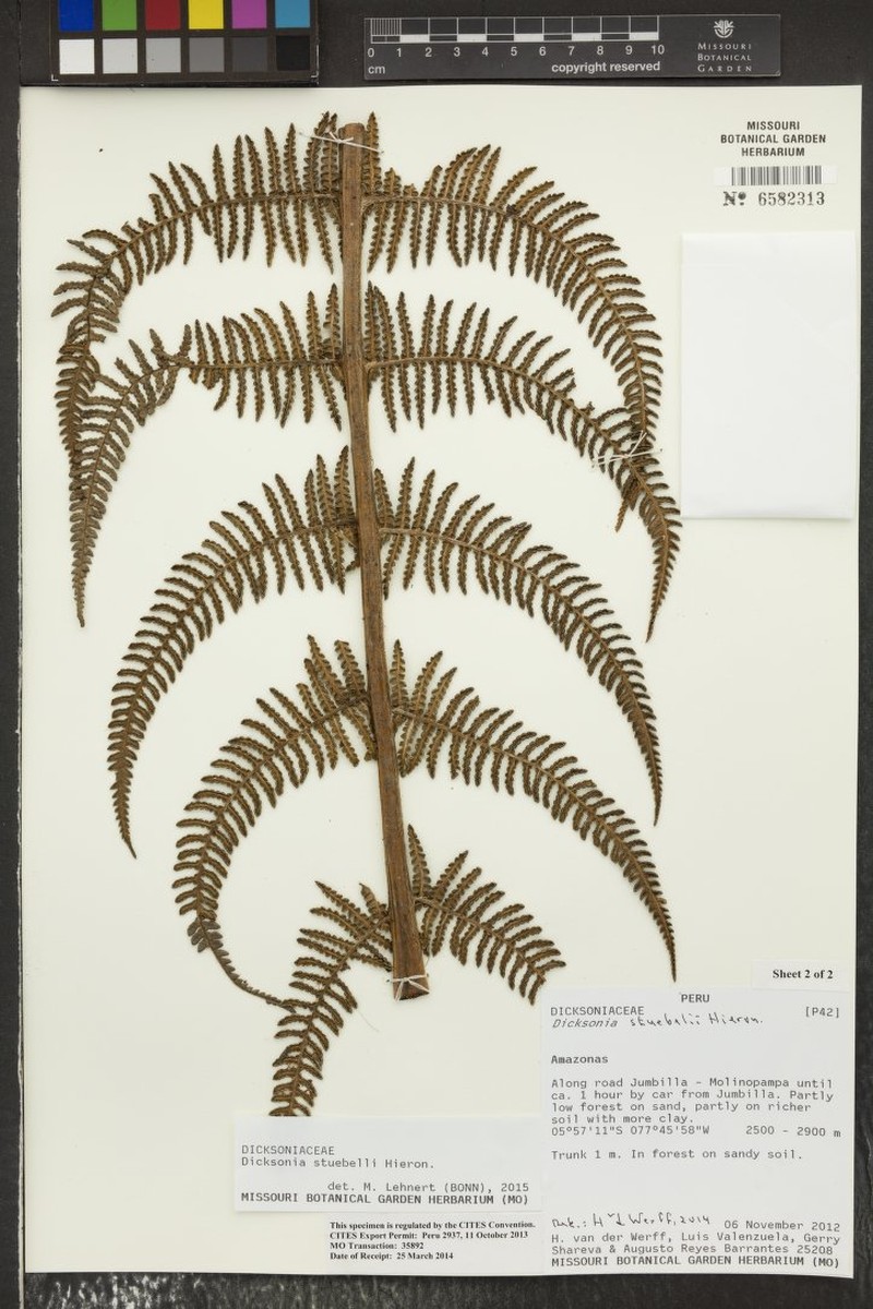 Dicksonia stuebelii