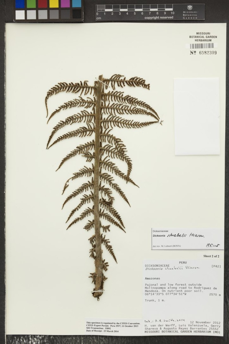 Dicksonia stuebelii photo 2