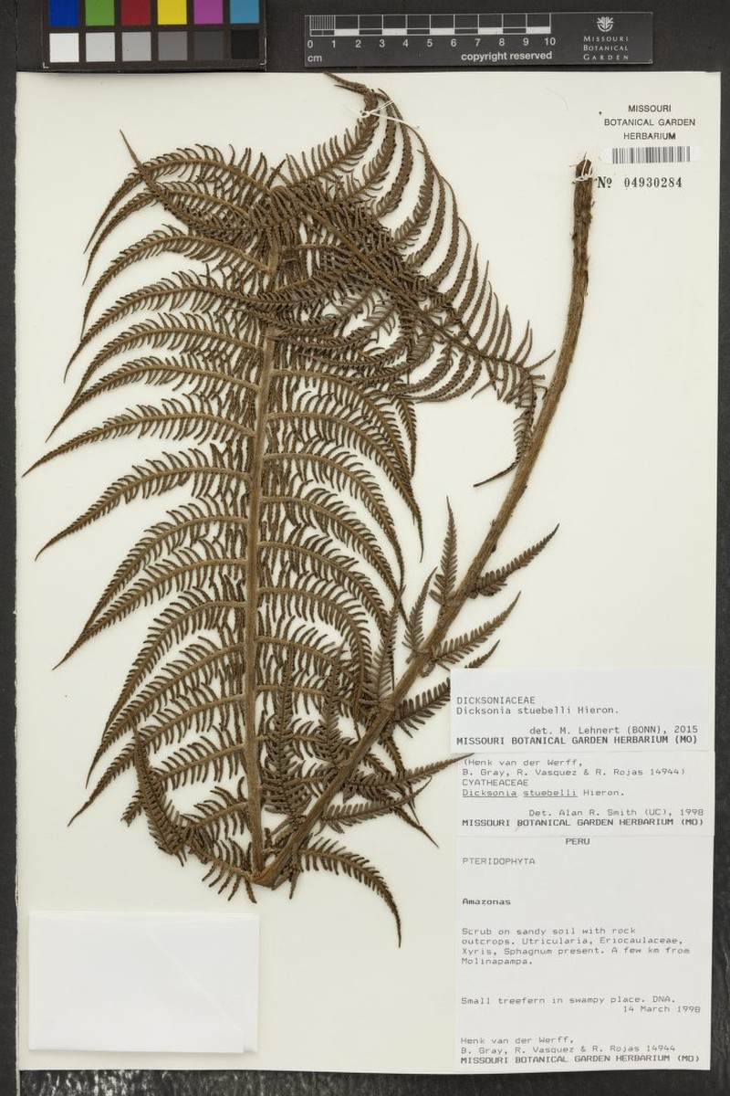 Dicksonia stuebelii photo 3