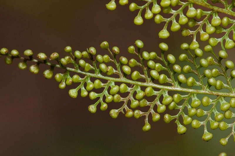 Dicksonia thyrsopteroides