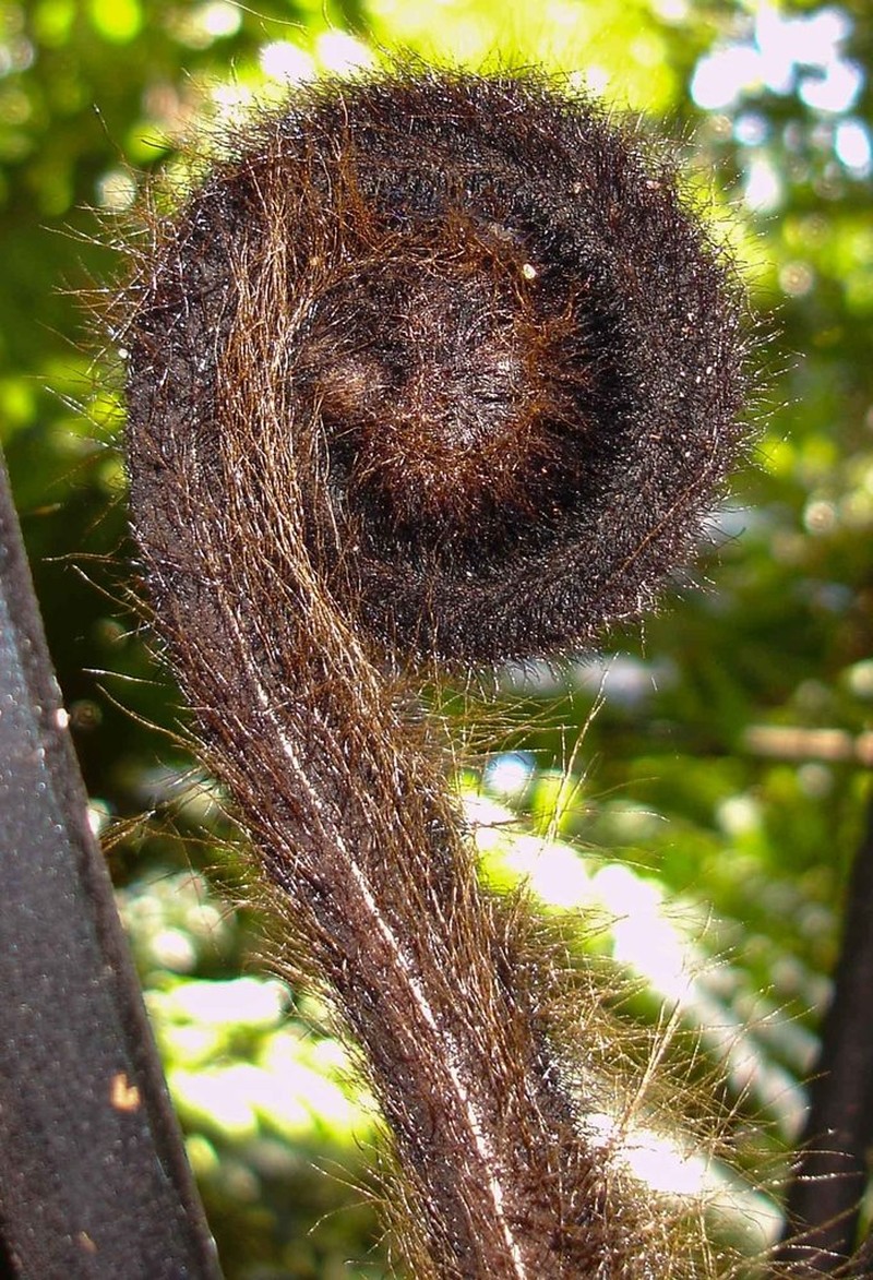 Dicksonia thyrsopteroides photo 2