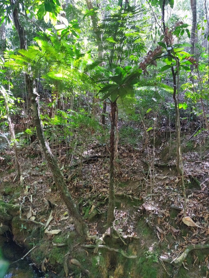 Dicksonia thyrsopteroides photo 3
