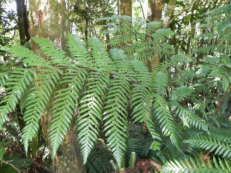 Dicksonia thyrsopteroides photo 4
