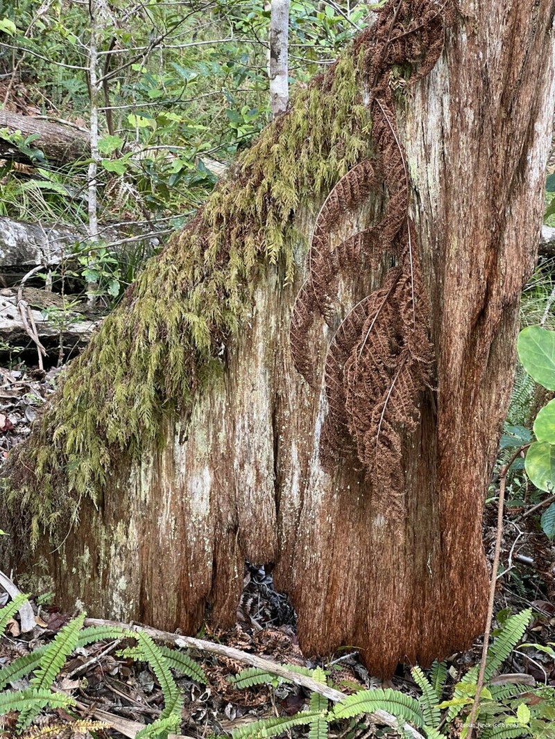 Dicksonia thyrsopteroides photo 5