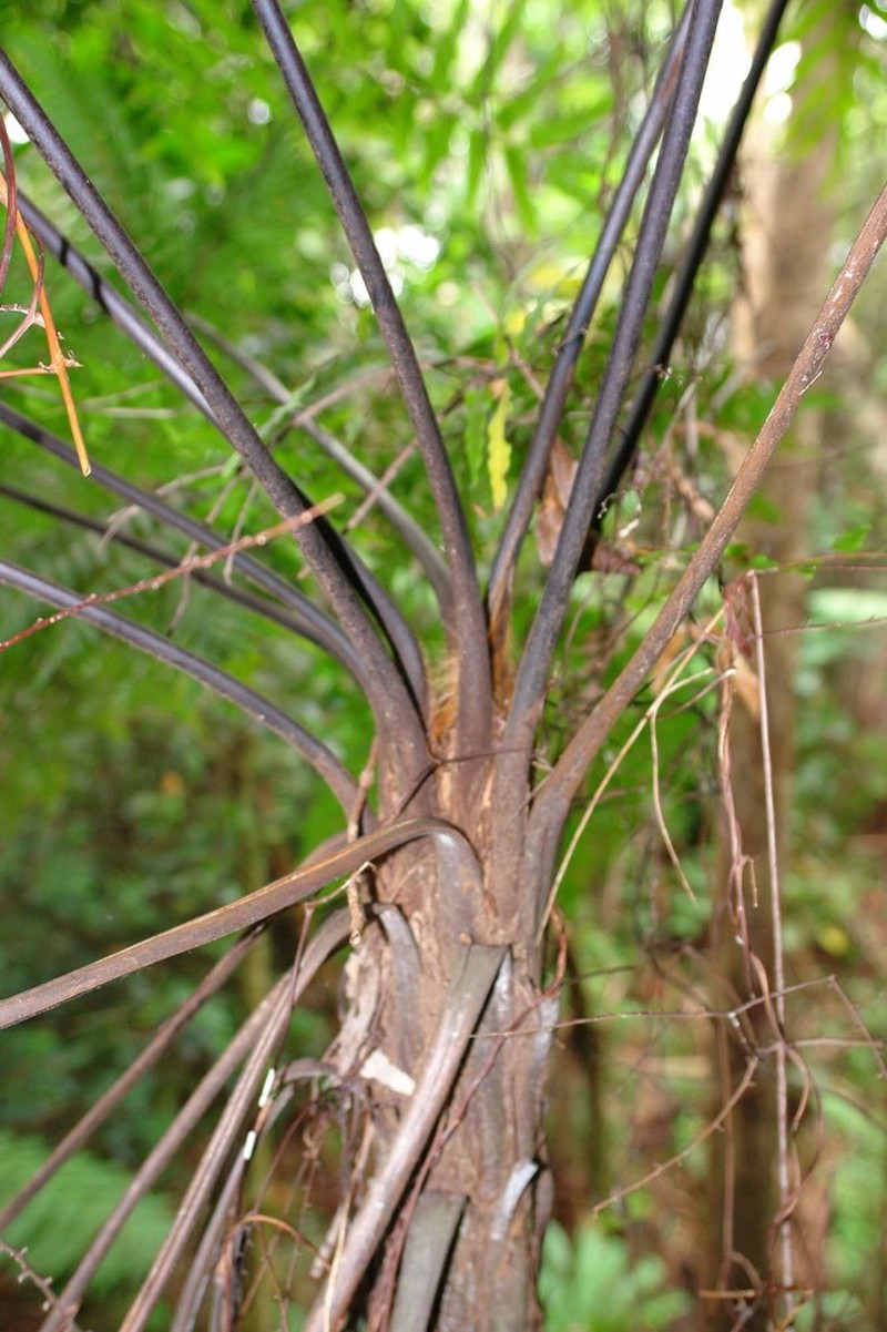 Dicksonia thyrsopteroides photo 6