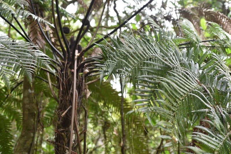 Dicksonia thyrsopteroides photo 7