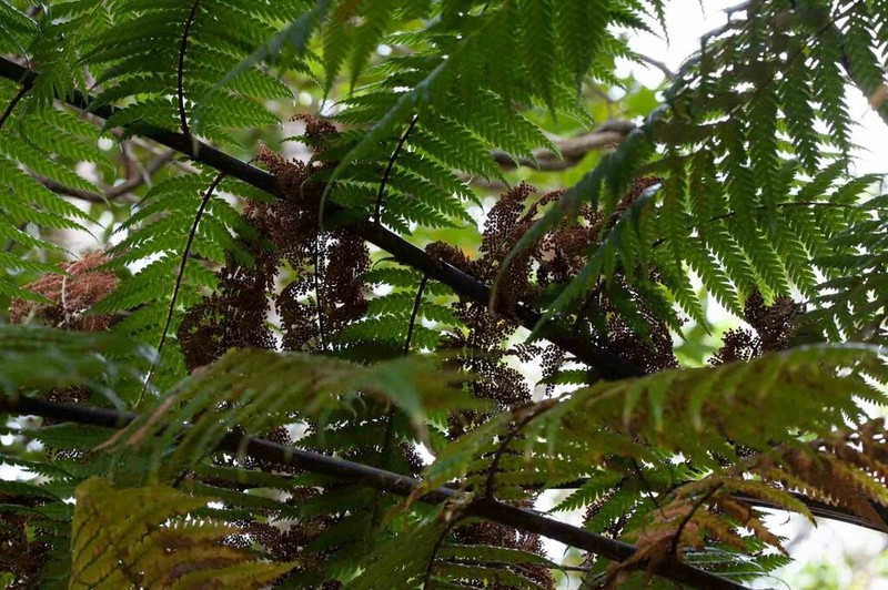 Dicksonia thyrsopteroides photo 8