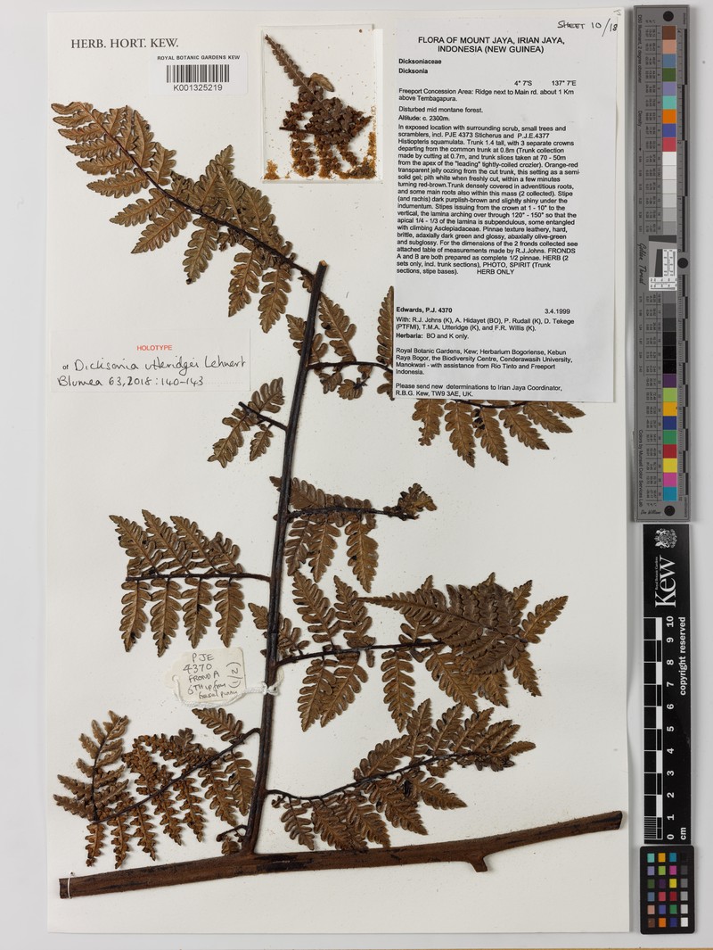Dicksonia utteridgei
