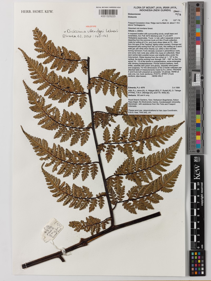 Dicksonia utteridgei photo 2