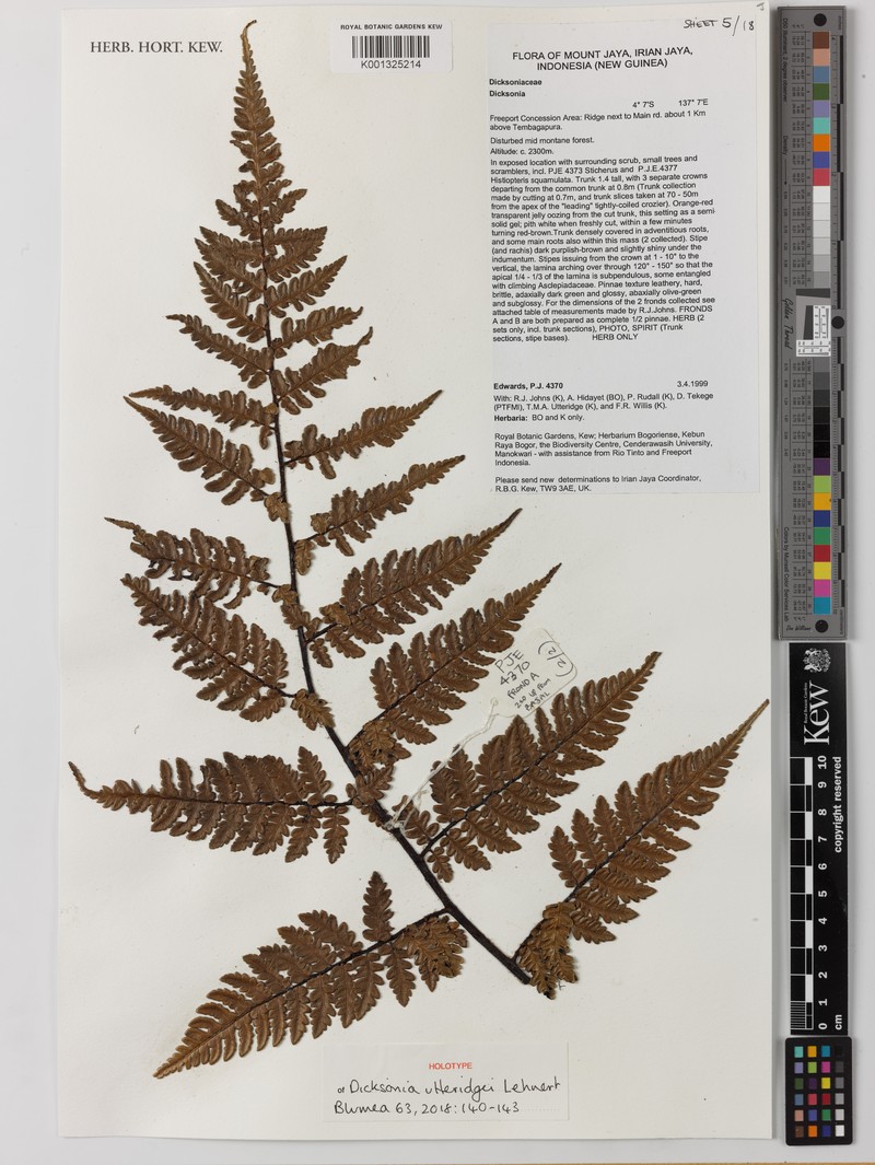 Dicksonia utteridgei photo 3