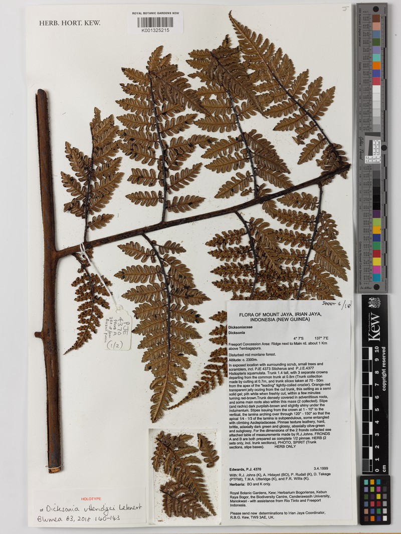 Dicksonia utteridgei photo 4