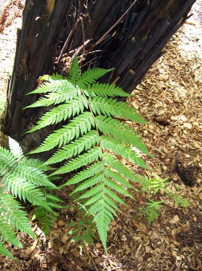 Dicksonia youngiae