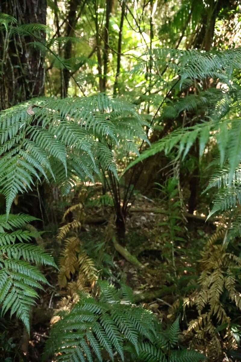 Dicksonia youngiae photo 2