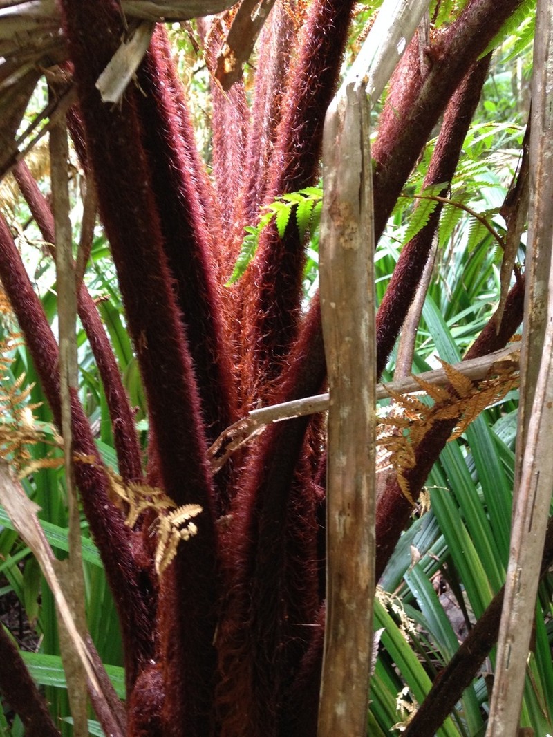 Dicksonia youngiae photo 3