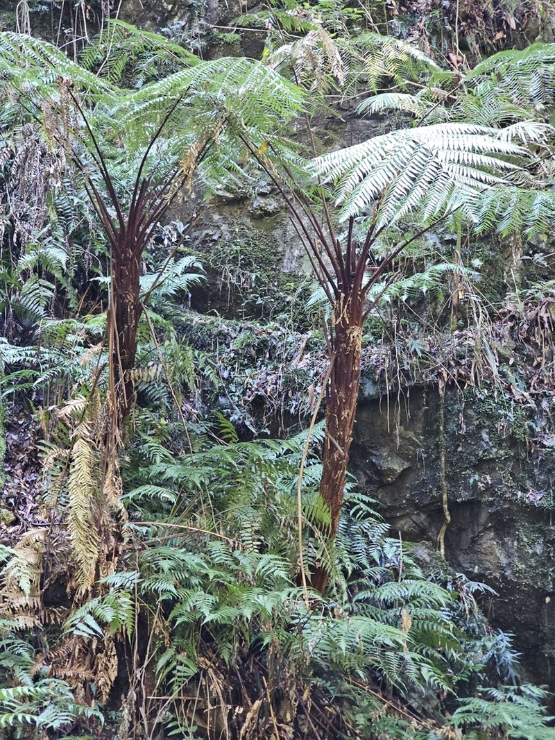 Dicksonia youngiae photo 4