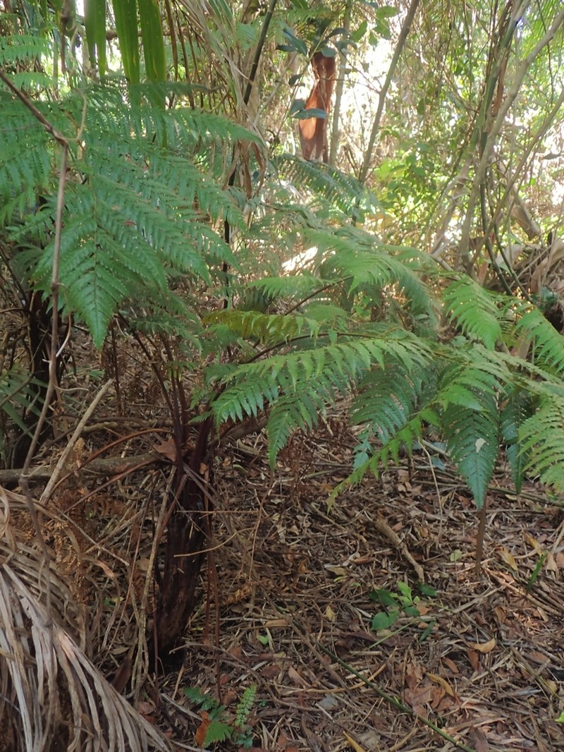 Dicksonia youngiae photo 5