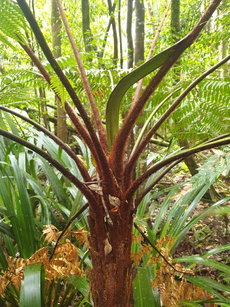 Dicksonia youngiae photo 6