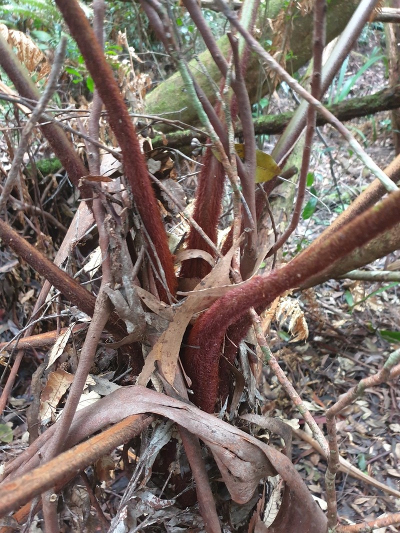 Dicksonia youngiae photo 7