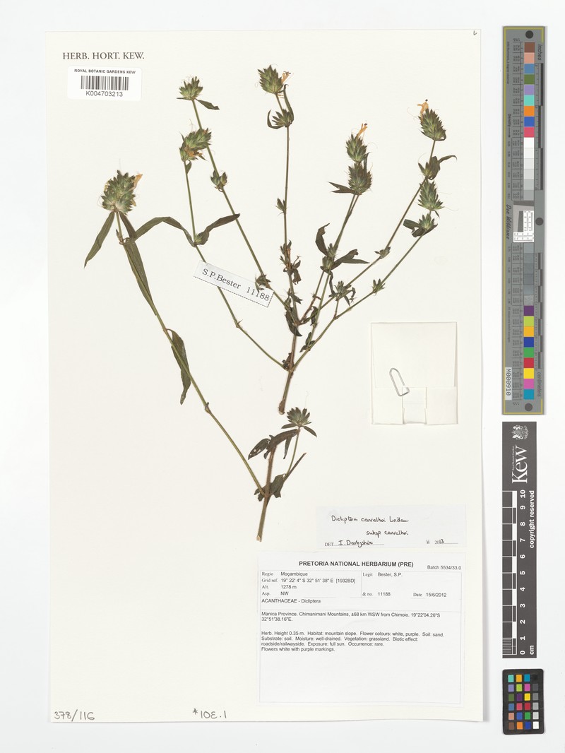 Dicliptera carvalhoi subsp. carvalhoi