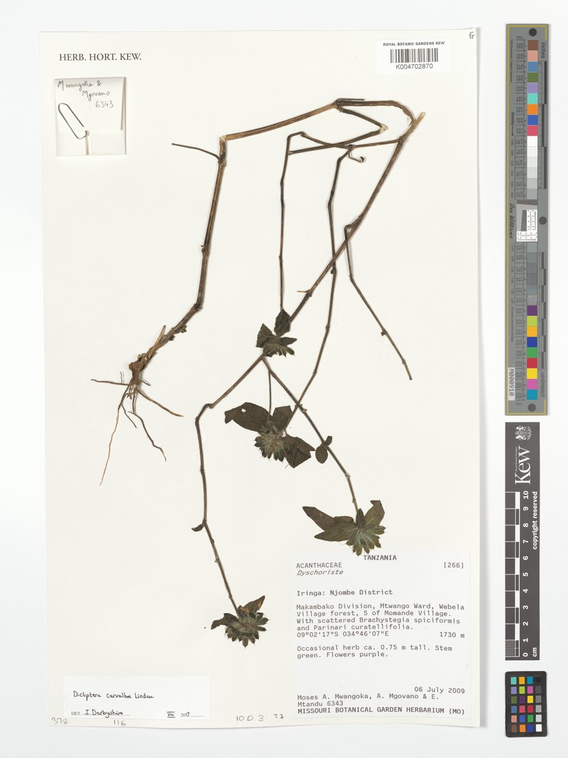 Dicliptera carvalhoi subsp. carvalhoi photo 3