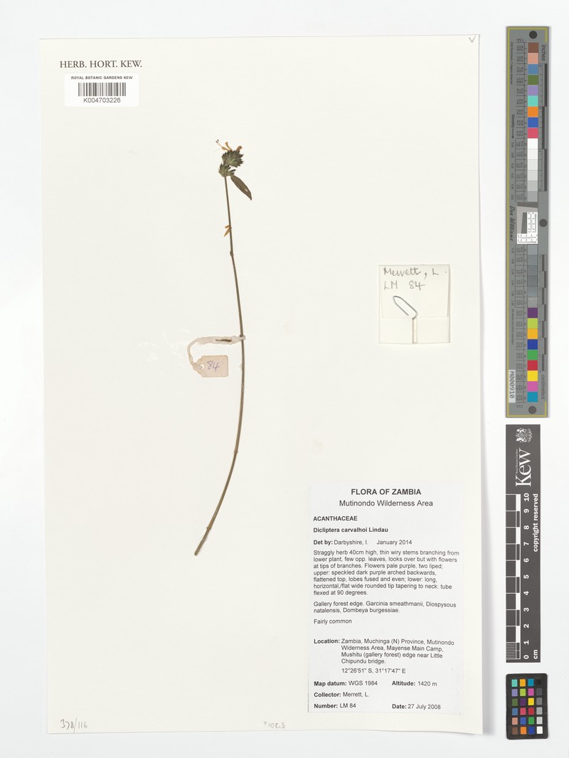 Dicliptera carvalhoi subsp. carvalhoi photo 4