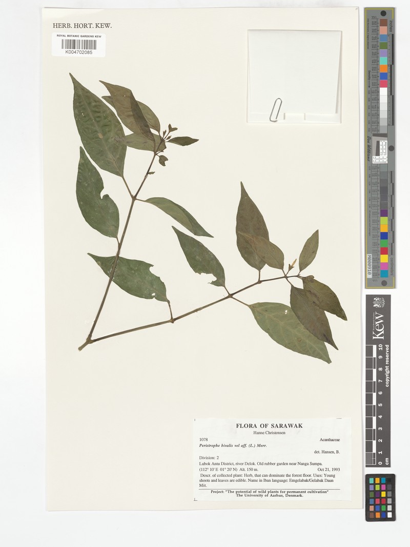 Dicliptera caudatifolia