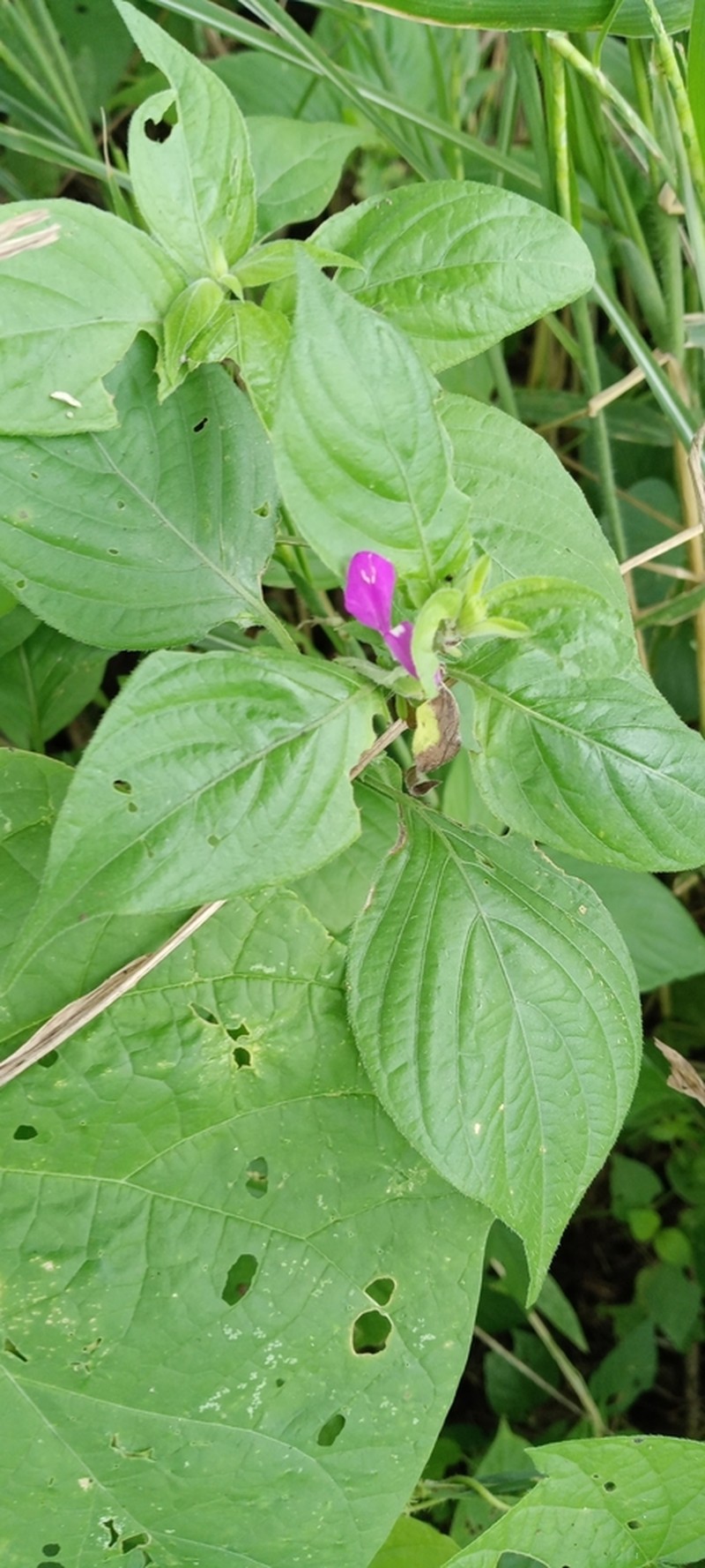 Dicliptera francodavilae