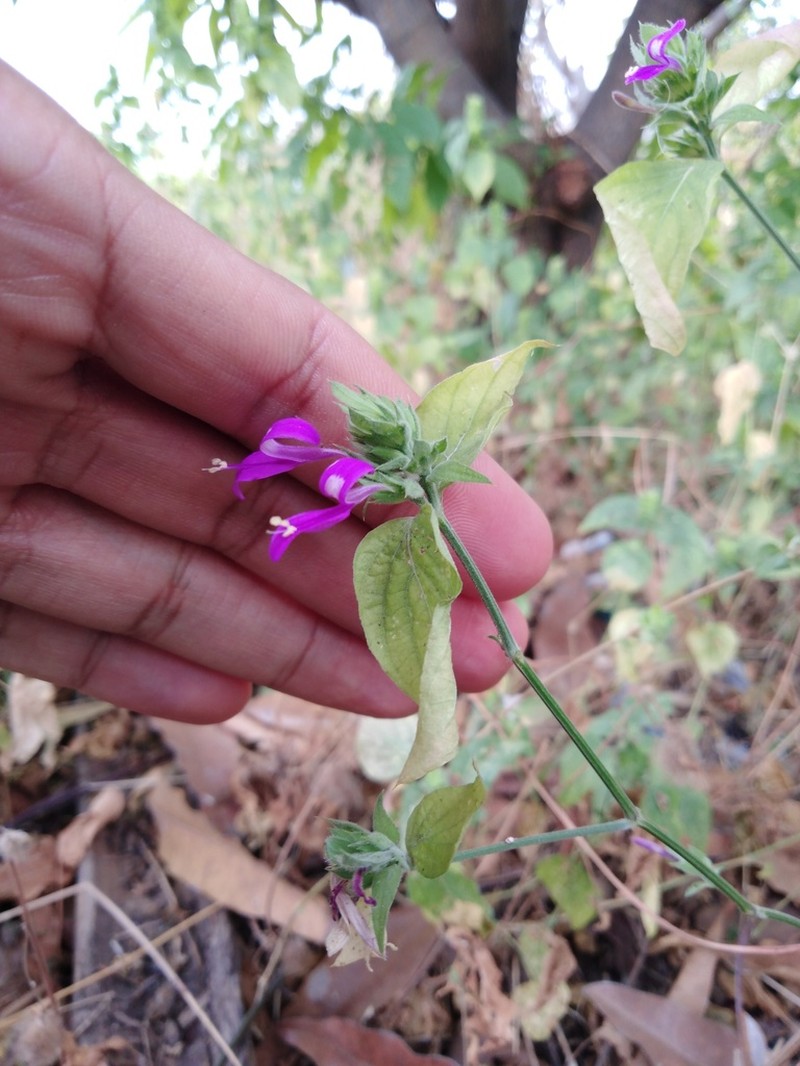 Dicliptera francodavilae photo 2