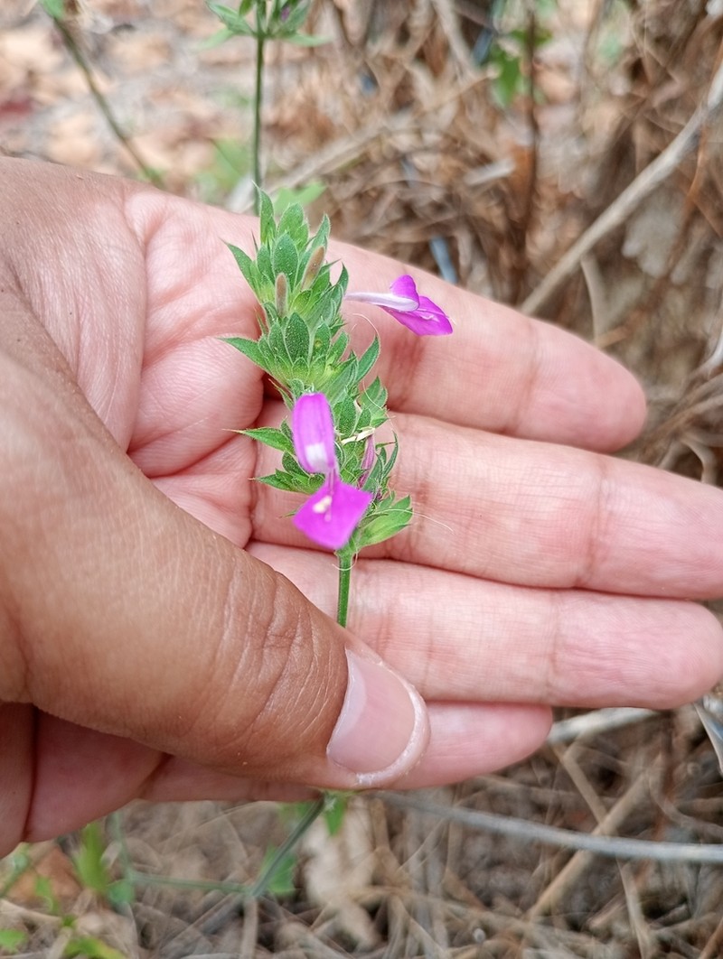 Dicliptera francodavilae photo 3
