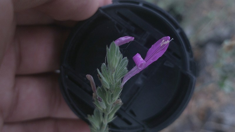 Dicliptera francodavilae photo 4