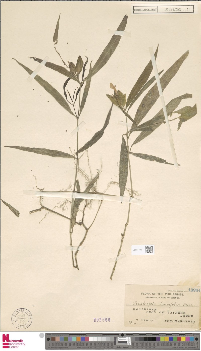 Dicliptera lancifolia