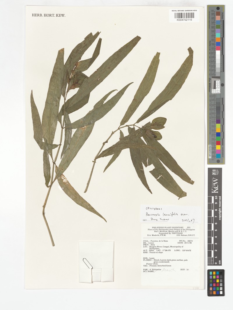 Dicliptera lancifolia photo 2