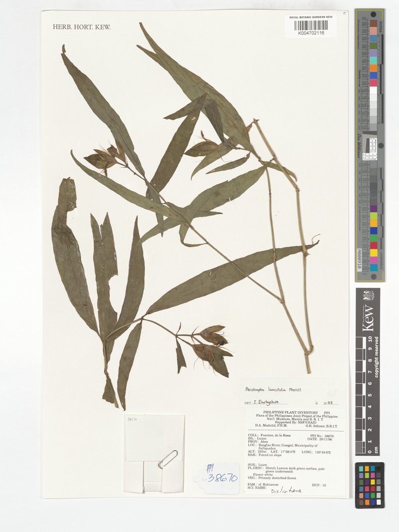 Dicliptera lancifolia photo 3