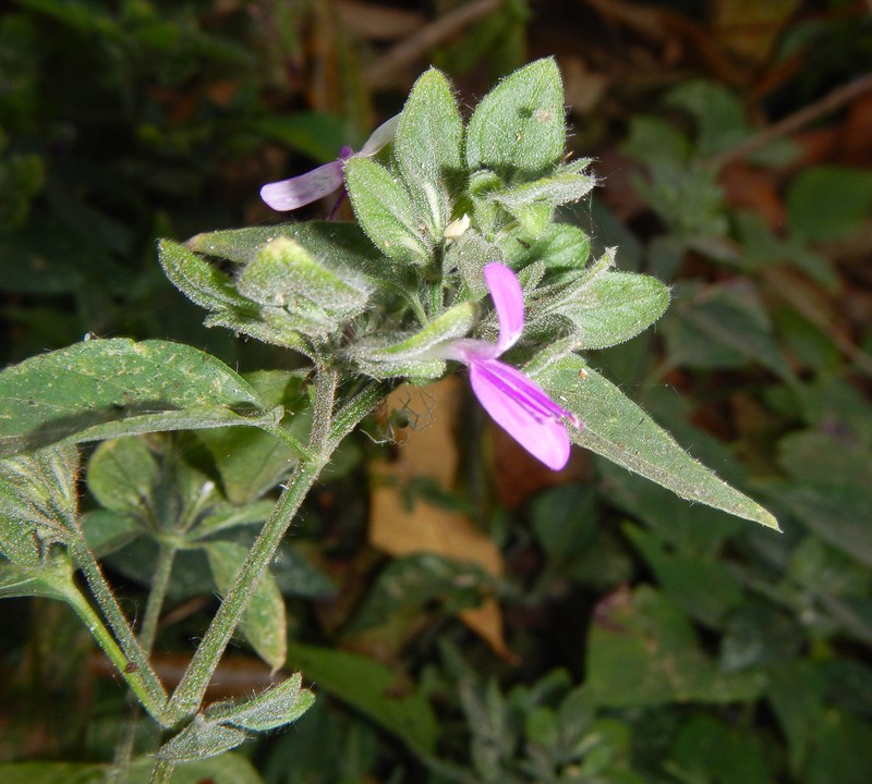 Dicliptera maculata subsp. hirta