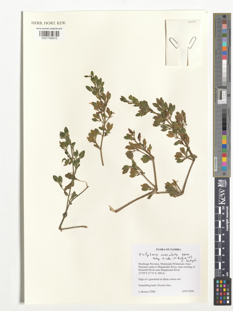 Dicliptera maculata subsp. hirta photo 2