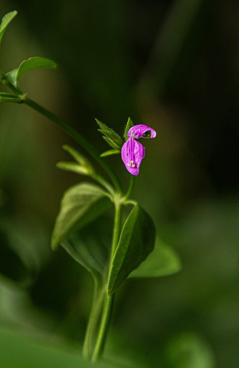 Dicliptera maculata subsp. maculata
