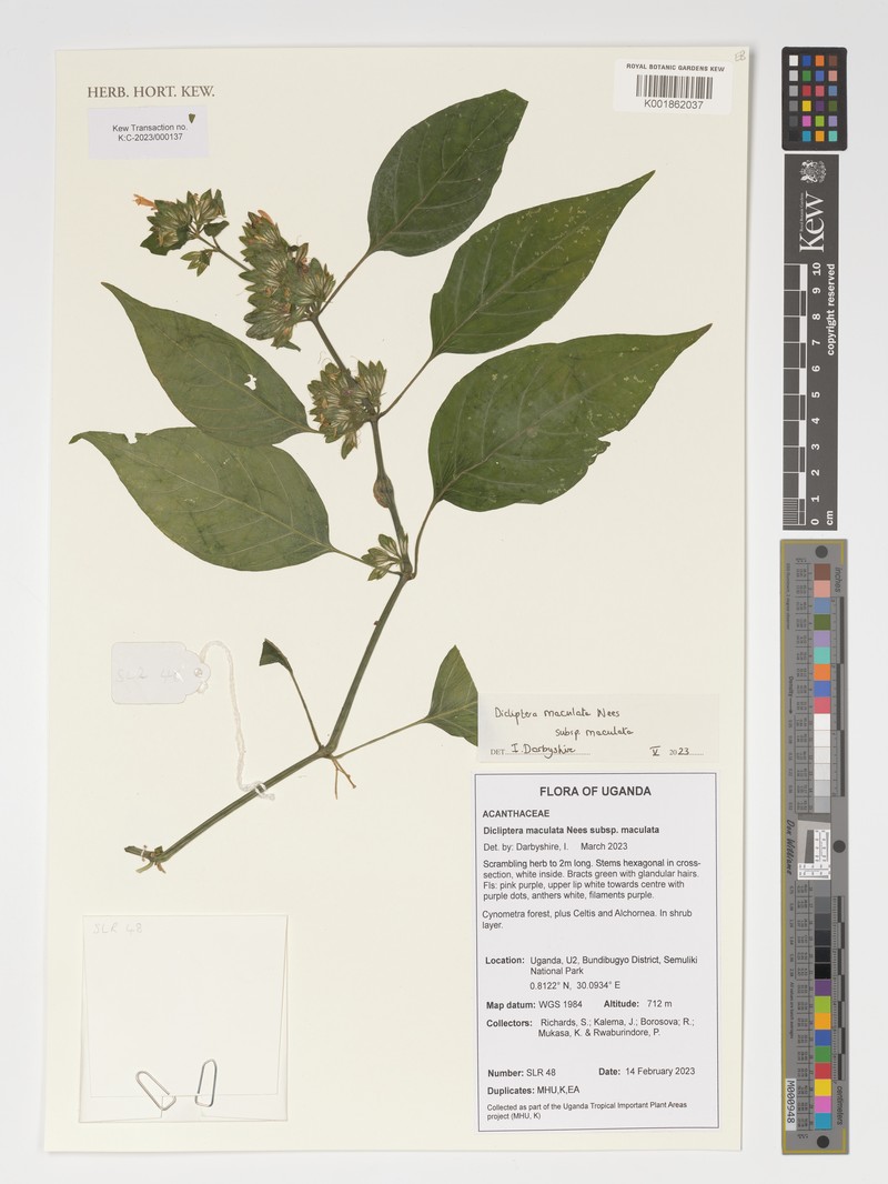 Dicliptera maculata subsp. maculata photo 2