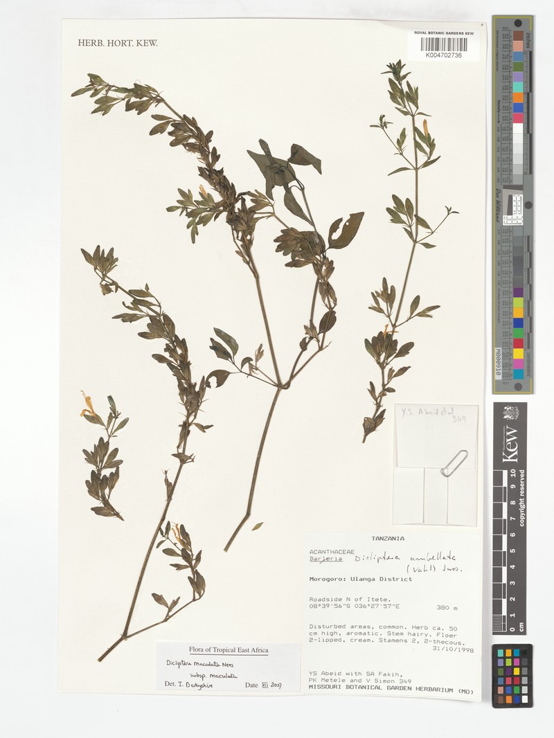 Dicliptera maculata subsp. pallidiflora