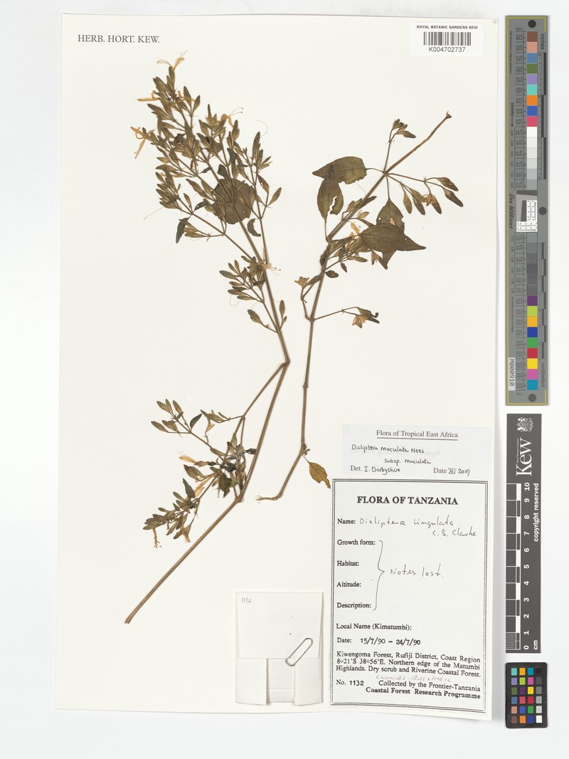 Dicliptera maculata subsp. pallidiflora photo 2