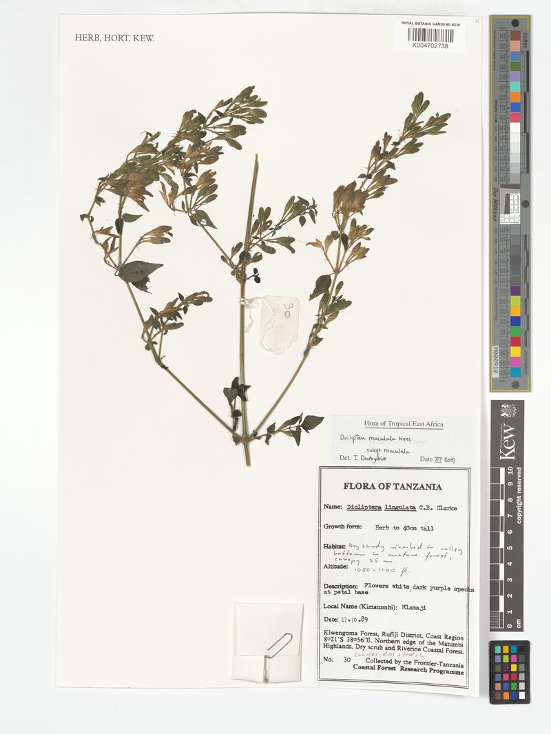 Dicliptera maculata subsp. pallidiflora photo 3