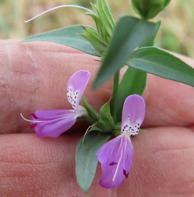 Dicliptera minor subsp. divaricata