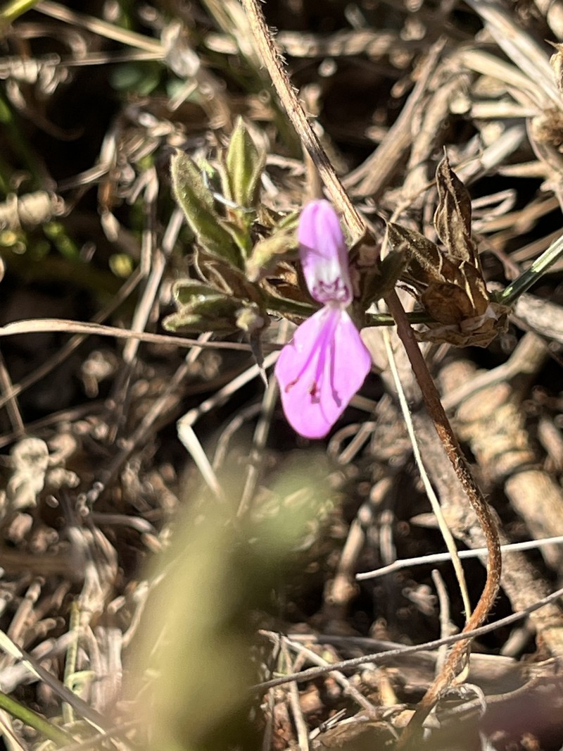 Dicliptera minor subsp. divaricata photo 2
